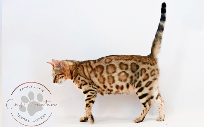 beautiful bengal kitten texas